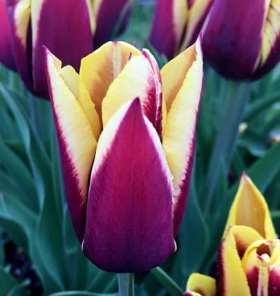 Tulip Gavota Variety ( Triumph tulip ) 3 bulbs