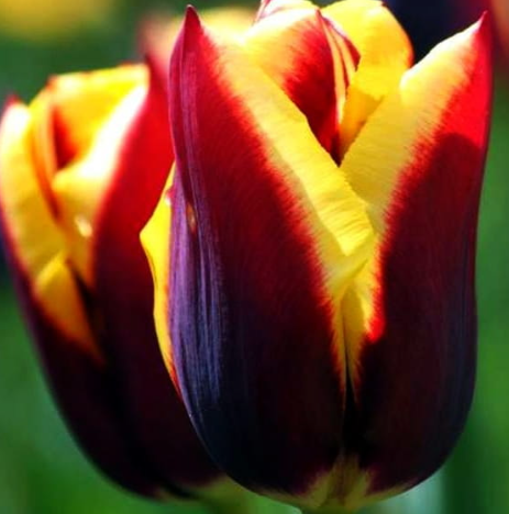 Tulip Gavota Variety ( Triumph tulip ) 3 bulbs