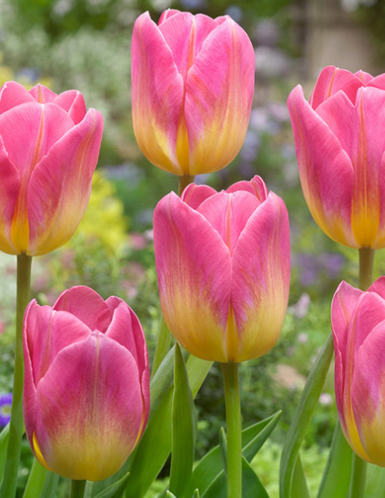 Tulip Tom Pouce Variety ( Triumph tulip ) 3 bulbs