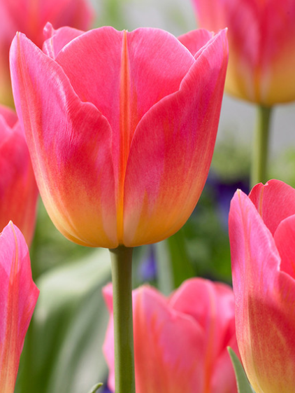 Tulip Tom Pouce Variety ( Triumph tulip ) 3 bulbs