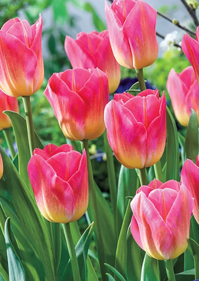 Tulip Tom Pouce Variety ( Triumph tulip ) 3 bulbs