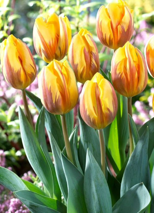 Tulip Prinses Margriet Variety ( Triumph tulip ) 3 bulbs