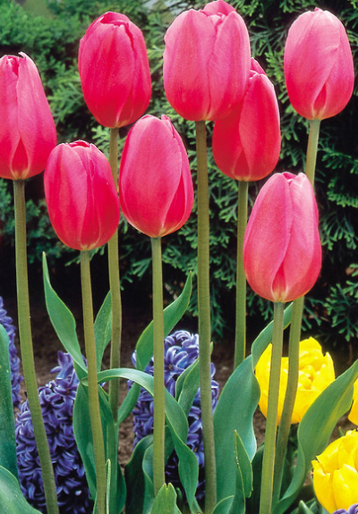 Tulip Don Quichotte Variety ( Triumph tulip ) 3 bulbs