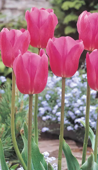 Tulip Don Quichotte Variety ( Triumph tulip ) 3 bulbs