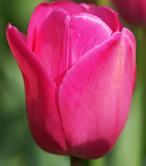 Tulip Don Quichotte Variety ( Triumph tulip ) 3 bulbs