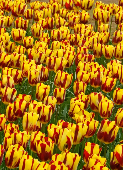 Tulip Helmar Variety ( Triumph tulip ) 3 bulbs