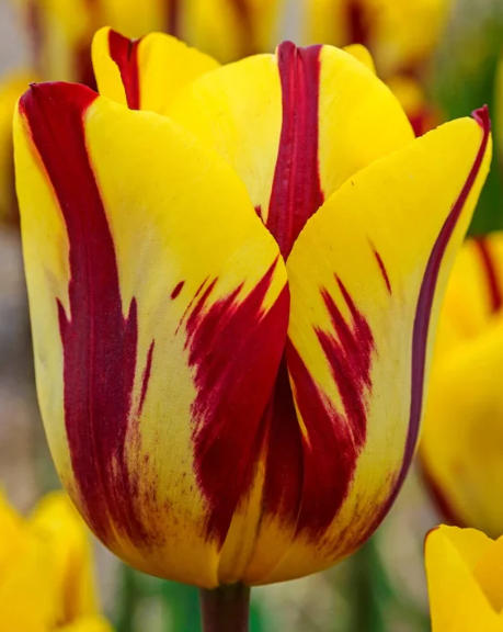 Tulip Helmar Variety ( Triumph tulip ) 3 bulbs