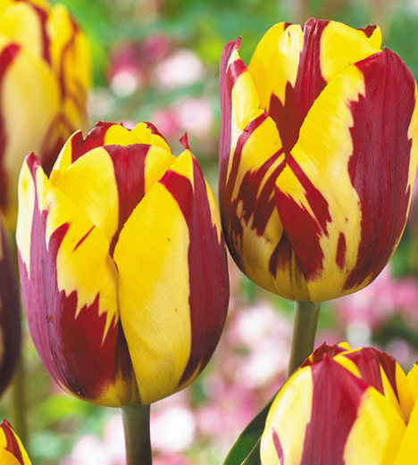 Tulip Helmar Variety ( Triumph tulip ) 3 bulbs