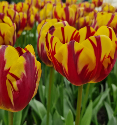 Tulip Helmar Variety ( Triumph tulip ) 3 bulbs