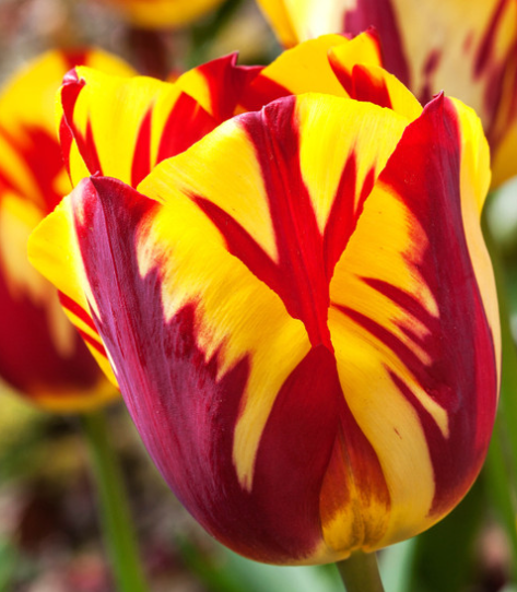 Tulip Helmar Variety ( Triumph tulip ) 3 bulbs