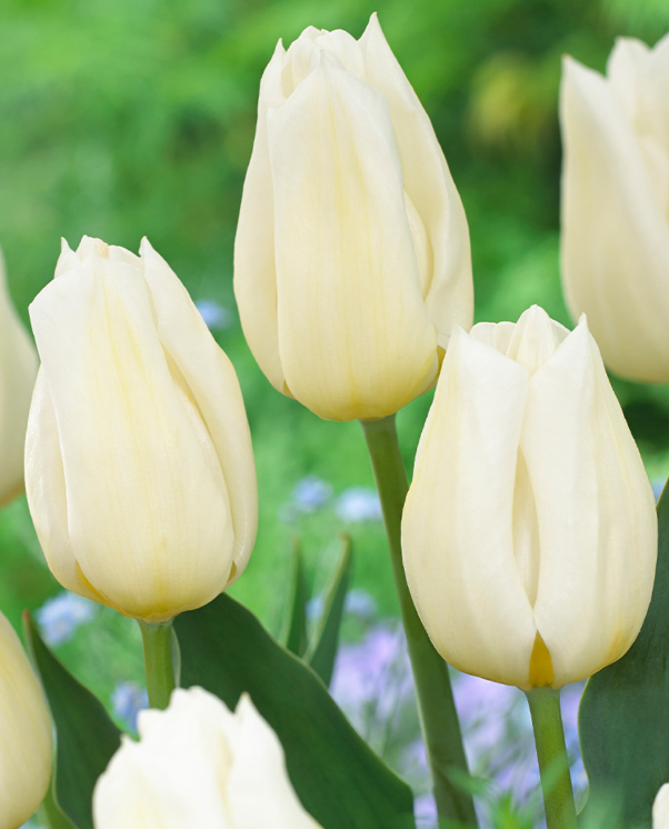 Tulip Agrass White Variety ( Triumph tulip ) 3 bulbs