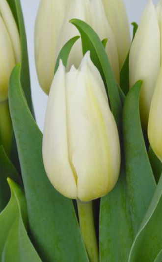 Tulip Agrass White Variety ( Triumph tulip ) 3 bulbs