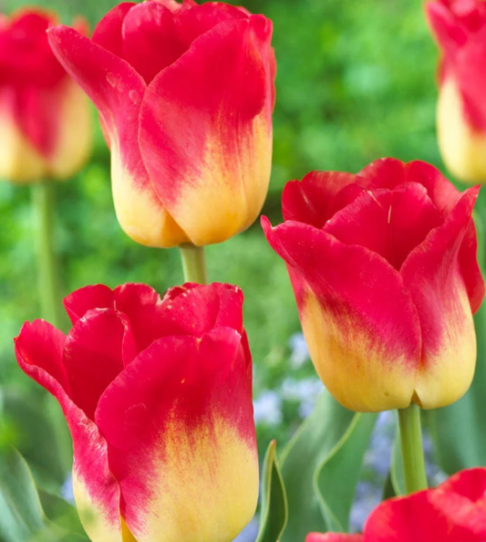 Tulip Match Variety ( Triumph tulip ) 3 bulbs