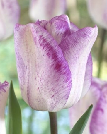 Tulip Shirley Variety ( Triumph tulip ) 3 bulbs