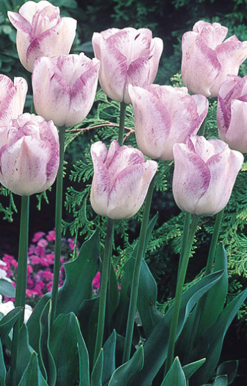 Tulip Shirley Variety ( Triumph tulip ) 3 bulbs