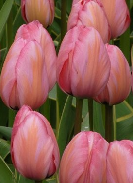 Tulip MYSTIC VAN EIJK Variety ( Darvin tulip ) 3 bulbs