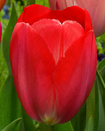 Tulip Van Eijk Variety ( Triumph tulip ) 3 bulbs