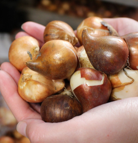 Tulip Acuminata Variety ( Exclusive tulip ) 3 bulbs