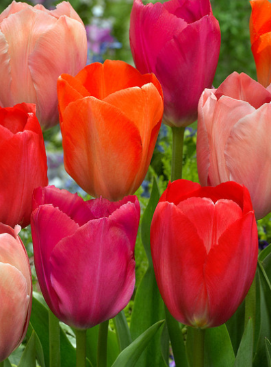 Tulip Van Eijk Variety ( Triumph tulip ) 3 bulbs