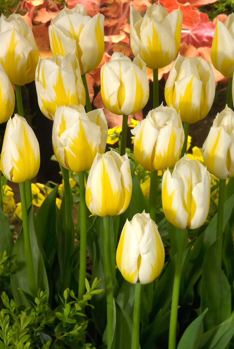 Tulip Flamingo Coquette Variety ( Triumph tulip ) 3 bulbs