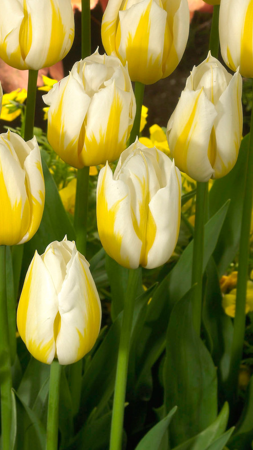 Tulip Flamingo Coquette Variety ( Triumph tulip ) 3 bulbs