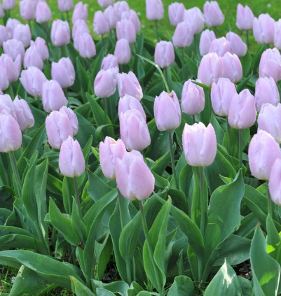 Tulip Candy Prince Variety ( Triumph tulip ) 3 bulbs