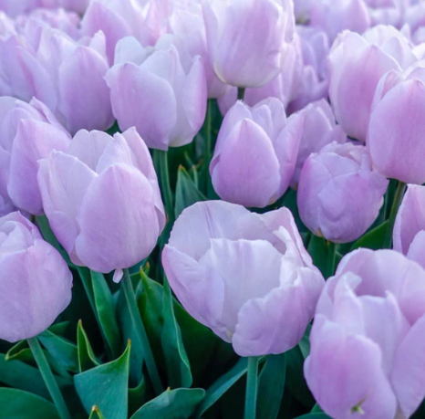 Tulip Candy Prince Variety ( Triumph tulip ) 3 bulbs