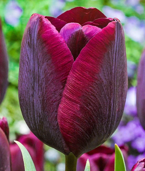 Tulip Ronaldo Variety ( Triumph tulip ) 3 bulbs