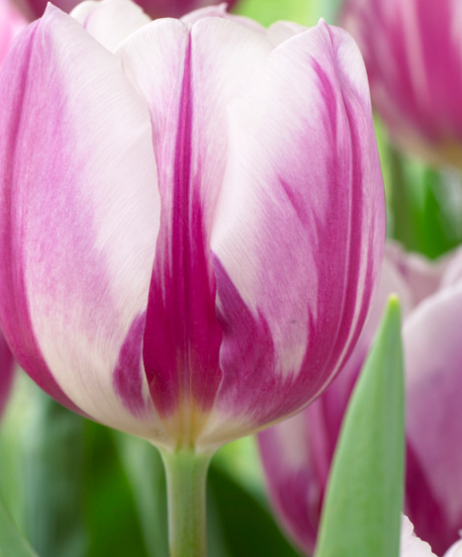 Tulip Flamingo Flag Variety ( Triumph tulip ) 3 bulbs