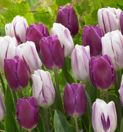 Tulip Flamingo Flag Variety ( Triumph tulip ) 3 bulbs