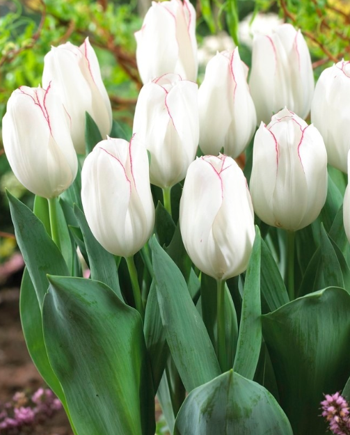 Tulip Diamond Jubilee Variety ( Triumph tulip ) 3 bulbs