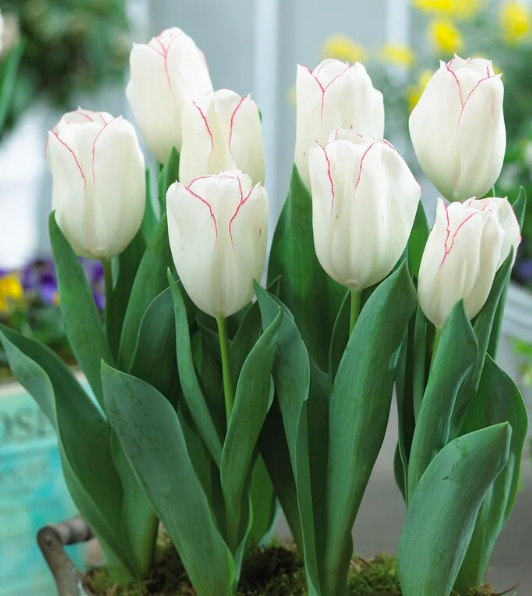 Tulip Diamond Jubilee Variety ( Triumph tulip ) 3 bulbs