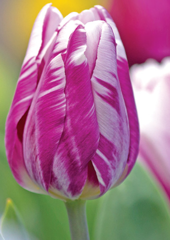 Tulip Striped Flag Variety ( Triumph tulip ) 3 bulbs