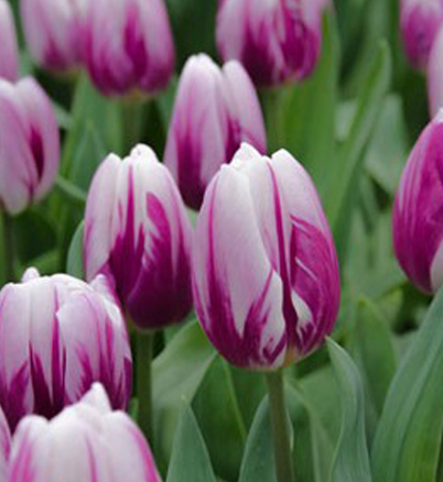 Tulip Striped Flag Variety ( Triumph tulip ) 3 bulbs