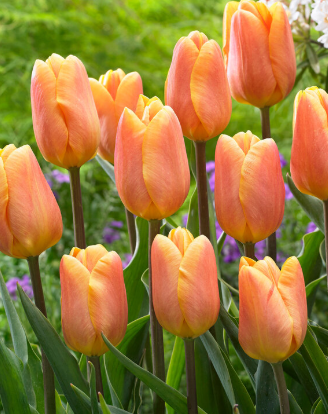 Tulip Bellville Variety ( Triumph tulip ) 3 bulbs