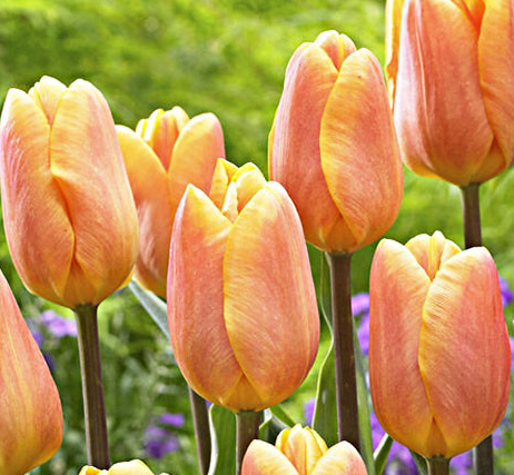 Tulip Bellville Variety ( Triumph tulip ) 3 bulbs