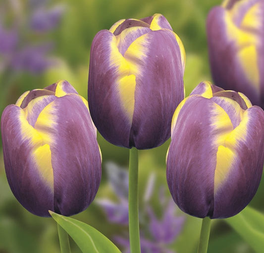 Tulip Arabian Beauty Variety ( Triumph tulip ) 3 bulbs