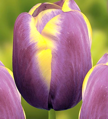 Tulip Arabian Beauty Variety ( Triumph tulip ) 3 bulbs