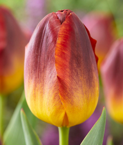 Tulip Amberglow Variety ( Triumph tulip ) 3 bulbs