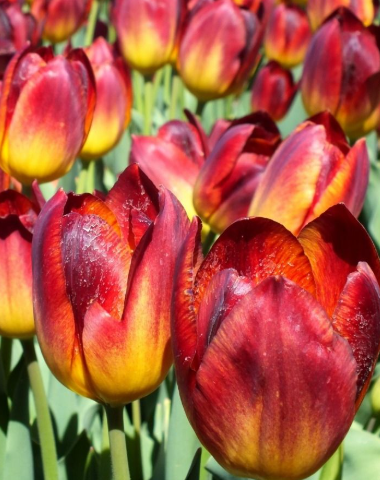 Tulip Amberglow Variety ( Triumph tulip ) 3 bulbs