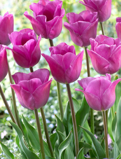 Tulip Magic Lavender Variety ( Triumph tulip ) 3 bulbs