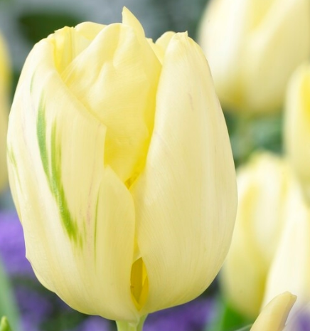 Tulip Creme Flag Variety ( Triumph tulip ) 3 bulbs