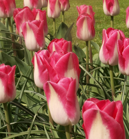 Tulip Page Polka Variety ( Triumph tulip ) 3 bulbs