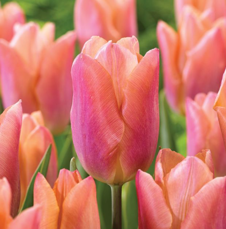 Tulip Salmon Prince Variety ( Triumph tulip ) 3 bulbs