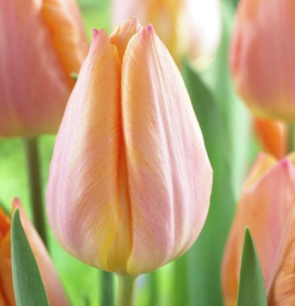 Tulip Salmon Prince Variety ( Triumph tulip ) 3 bulbs
