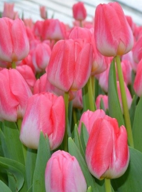 Tulip Supermodel Variety ( Triumph tulip ) 3 bulbs