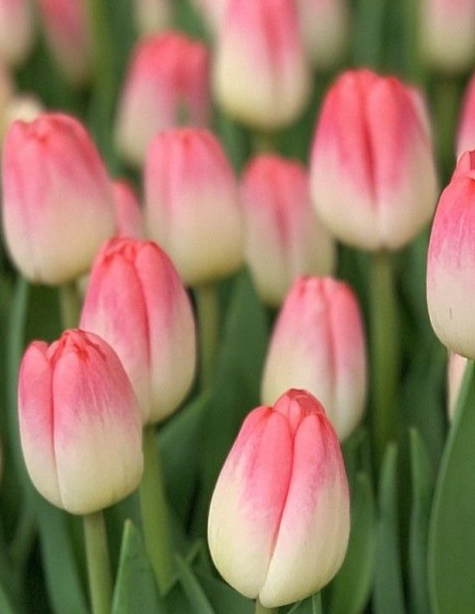 Tulip Supermodel Variety ( Triumph tulip ) 3 bulbs