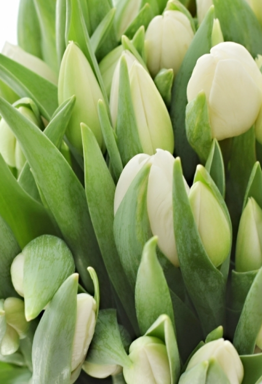 Tulip Silver Dollar Variety ( Triumph tulip ) 3 bulbs