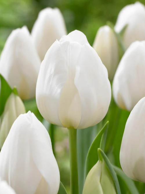 Tulip Silver Dollar Variety ( Triumph tulip ) 3 bulbs