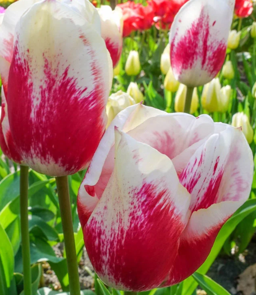 Tulip Tango Variety ( Triumph tulip ) 3 bulbs